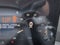 2026 Ford Mustang EcoBoost CC